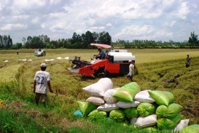 Bộ Công Thương ban hành lộ trình xây dựng vùng nguyên liệu thóc gạo