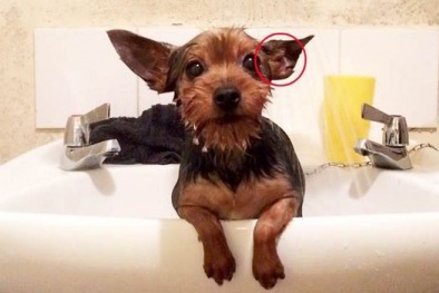 Gương mặt chúa Giêsu xuất hiện trên tai thú cưng 