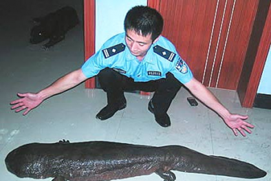 Quan chức Trung Quốc bị điều tra vì ăn thịt Kỳ Nhông quý hiếm 