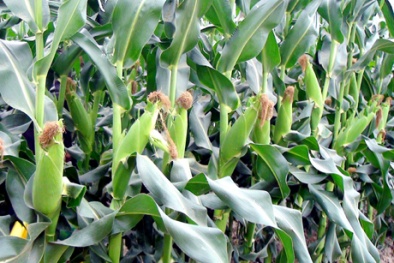 Tăng năng suất ngô bằng ứng dụng nano kim loại