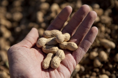 Đã có liệu pháp chữa trị dị ứng đậu phộng