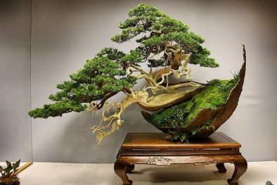Kỹ thuật thay đất sang chậu cho cây cảnh bonsai