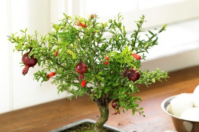 Trang trí nhà đón Tết với cây cảnh 'mini' cực xinh