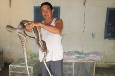 Trung Quốc đột ngột ngừng mua rắn, nông dân 'khóc ròng'