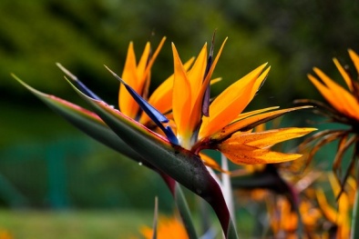 Các loại hoa ý nghĩa dùng trang trí Tết cực đẹp 