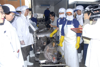 Đưa cá ngừ Việt Nam sang thị trường khó tính nhất thế giới