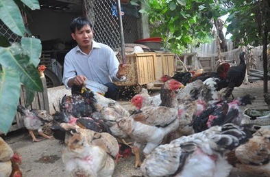 Cháy hàng giống gà 'triệu phú' phục vụ đại gia ăn Tết 