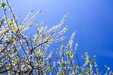 Chiêm ngưỡng hoa mận nở trắng trời Mộc Châu