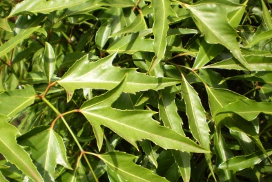 Diệu dược trong bếp giúp giải độc cơ thể dịp Tết