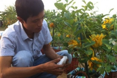 Phật thủ 'độc' của nông dân Hoài Đức