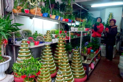 Vì sao cây Phát Lộc được ưa chuộng dịp tết