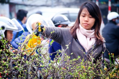 Chợ Bưởi tràn ngập sắc hoa và cây cảnh dịp cận tết Ất Mùi 2015