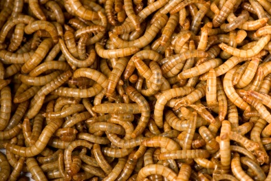 Đậu phụ 'xôi thịt' chế biến từ protein sâu bọ giá cao ngất ngưởng