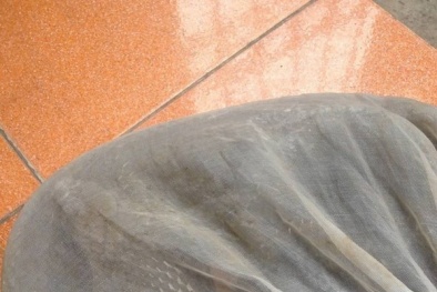 Hà Nội: Hoảng hồn phát hiện rắn hổ mang chúa cực độc trốn 'dưới chân'