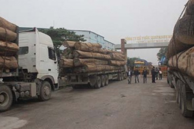 Nghệ An: Phạt gần 200 triệu với dàn xe chở gỗ 'siêu khủng' 