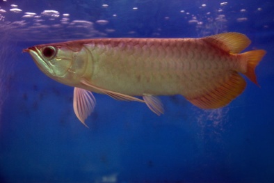 Sành điệu quà biếu Tết cá quý giá hàng chục triệu