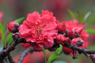Đào thất thốn - 'Hoa hậu' trong các loại hoa đào