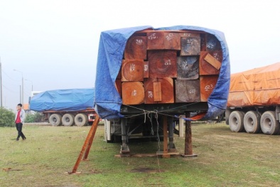 Hàng chục xe chở gỗ bị bắt, tài xế ‘bỏ của chạy lấy người’