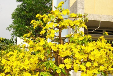 Trang trí nhà đón Tết với cây cảnh 'hút lộc'