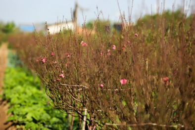 Thời tiết ngày mai 07/02: Miền Bắc sắp hết nắng, không khí lạnh lại tăng cường