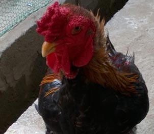 Loạn thị trường gà Đông Tảo dịp Tết