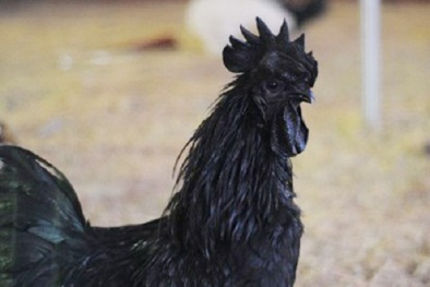 Khám phá giống gà mặt quỷ trị giá 2500 USD gây sốt ở hội chợ Giảng Võ