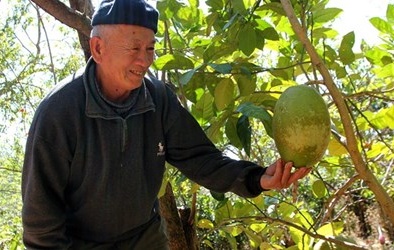 Trái chanh 3 kg bày Tết giá 350.000 đồng