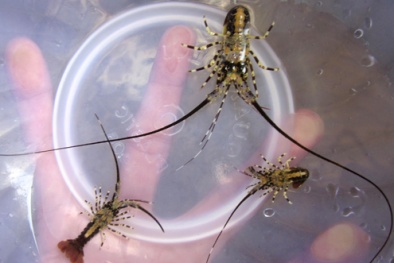 Kiếm tiền tỉ mỗi đêm nhờ tôm hùm nhí