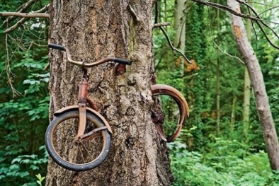 Những loài cây quái dị nhất thế giới 