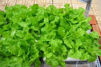 Cách trồng rau xà lách sạch cho người dân thành thị 