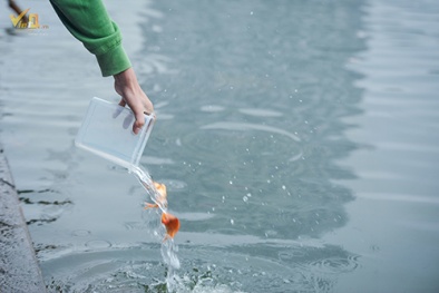  Thả cá chép đưa ông Táo về trời 