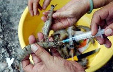 Thực phẩm Tết: Nỗi lo của người nội trợ