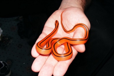 7 loài rắn hoàn toàn vô hại với con người