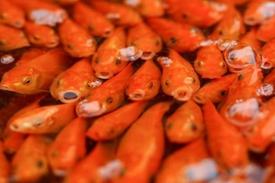 Ý nghĩa phong tục phóng sinh cá chép ngày Tết ông Công ông Táo