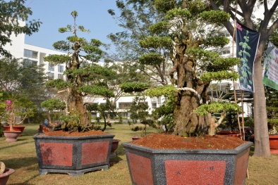 Cặp khế cảnh chơi Tết độc nhất vô nhị trị giá 7 tỷ đồng