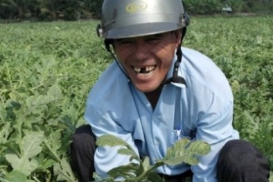 Kiếm trăm triệu ăn Tết nhờ dưa hấu khổng lồ