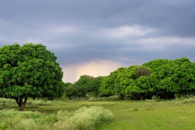 Tới 'vương quốc bọ xít' chụp ảnh xuân 2015