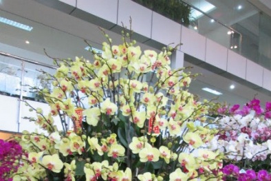 Bỏ trăm triệu mua hoa lan dáng 'khủng' chơi Tết