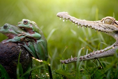 Cá sấu khổng lồ chết vì 'bội thực' 