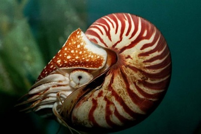 Những loài sinh vật mệnh danh ‘hóa thạch sống’ của Trái Đất