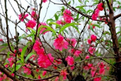 Sự tích và ý nghĩa cành đào ngày Tết cổ truyền Việt Nam