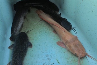 Cận cảnh cá trê bạch tạng kỳ lạ sông Sài Gòn