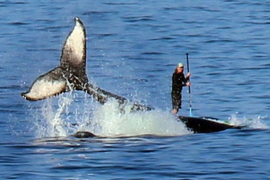 Khoảnh khắc khó tin: Cá voi lưng gù lướt sóng cùng con người 