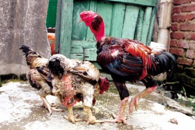 Gà Hồ 'tiến Vua' danh bất hư truyền