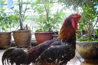 Gà Hồ 'tiến Vua' danh bất hư truyền