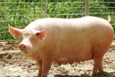 Tiếp bước nhiều đại gia Việt, Hòa Phát cũng đi làm nông