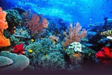 Loài sinh vật không tiến hóa trong suốt 2 tỷ năm 