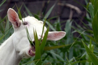 Năm Ất Mùi: Những điều thú vị về linh vật dê