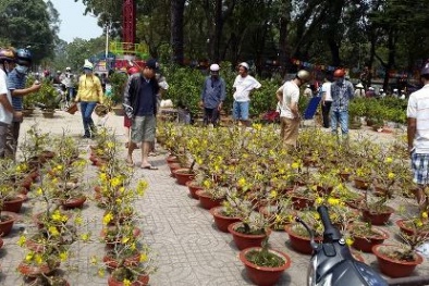 Ngày cuối của chợ hoa tết: Cây lớn ế hàng, cây nhỏ lên ngôi