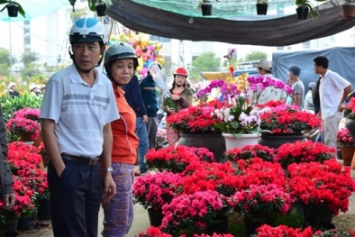 Rực rỡ chợ hoa ngày Tết Ất Mùi 2015